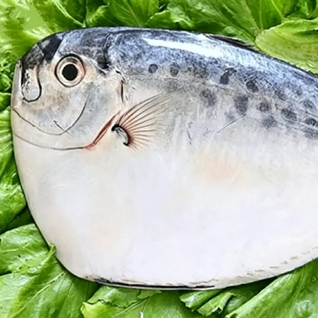 IQF Frozen Moon fish Whole Round
