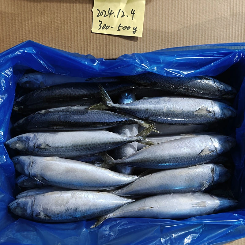 Land Frozen Pacific Mackerel