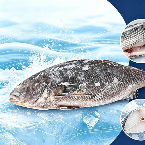 Nutritive Frozen Brown Croaker Gutted