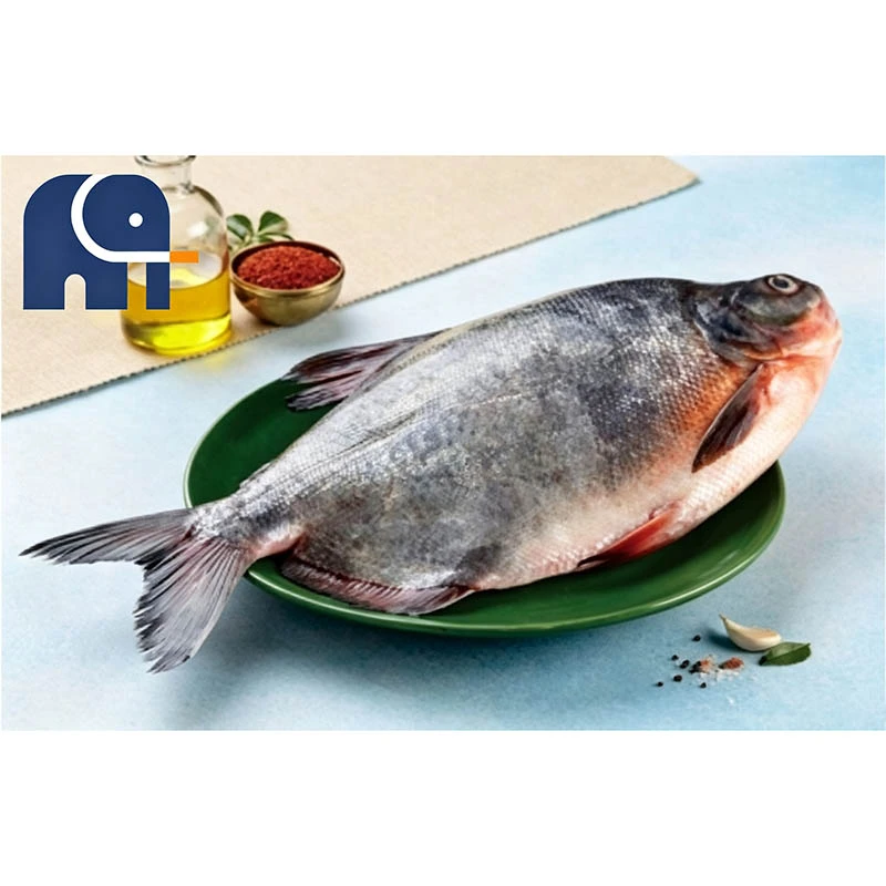 Premium Frozen Red Pomfret Whole Round