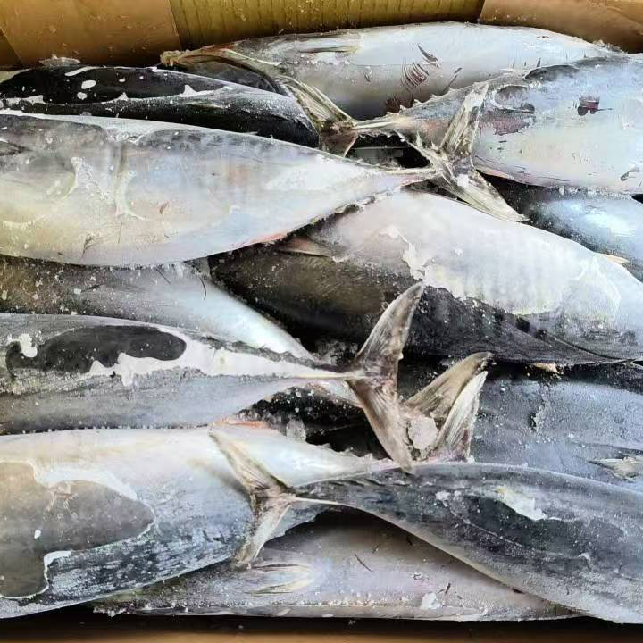 Sea Frozen Bonito Tuna Whole Round