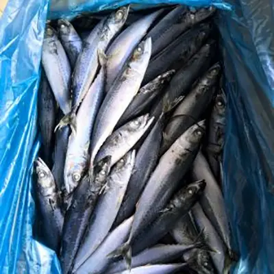 Small Size Frozen Pacific Mackerel Small Size Frozen Pacific Mackerel