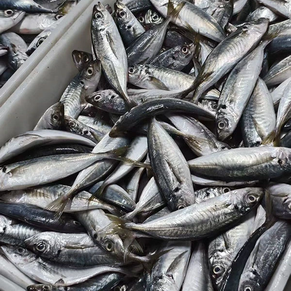 Stable Grade Frozen Horse Mackerel